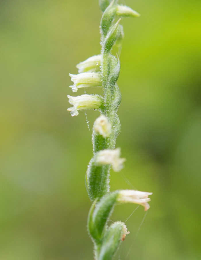 Chinese Spiranthes Complex (Complex Spiranthes sinensis)