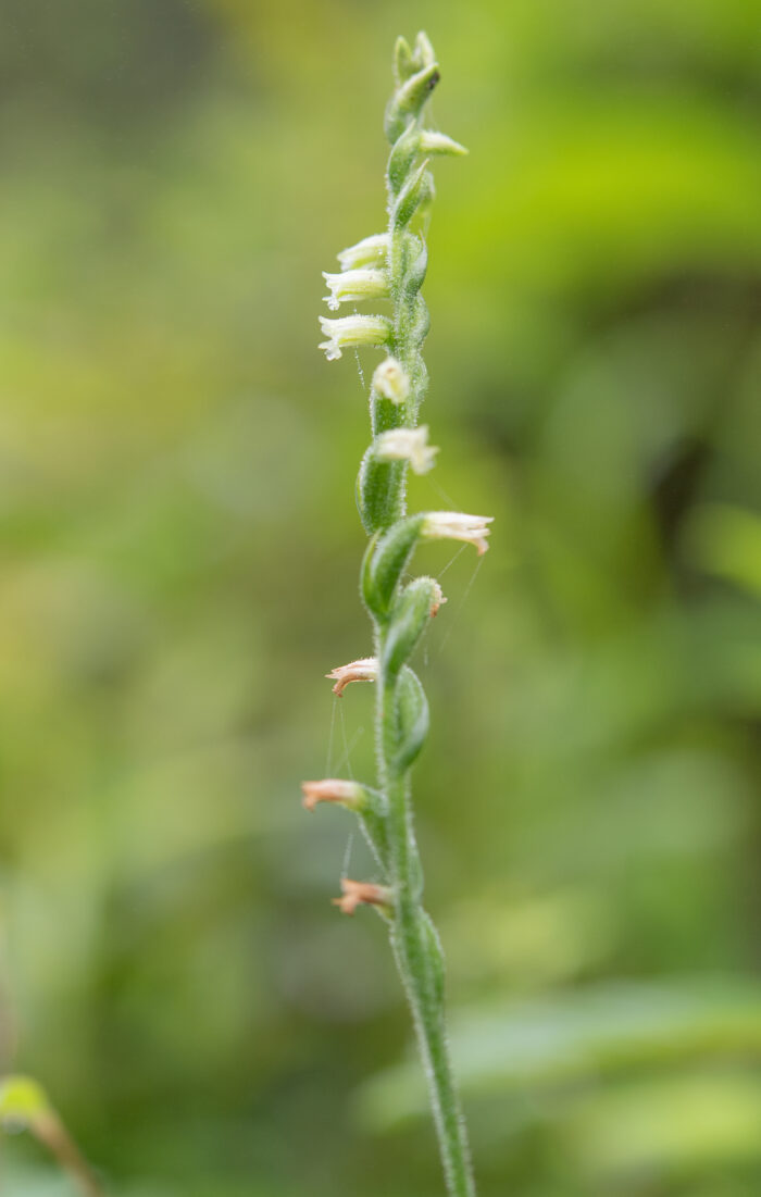 Chinese Spiranthes Complex (Complex Spiranthes sinensis)