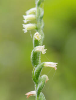 Chinese Spiranthes Complex (Complex Spiranthes sinensis)