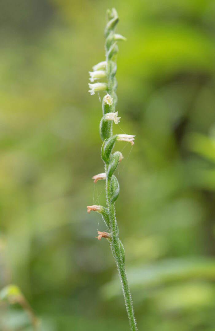 Chinese Spiranthes Complex (Complex Spiranthes sinensis)