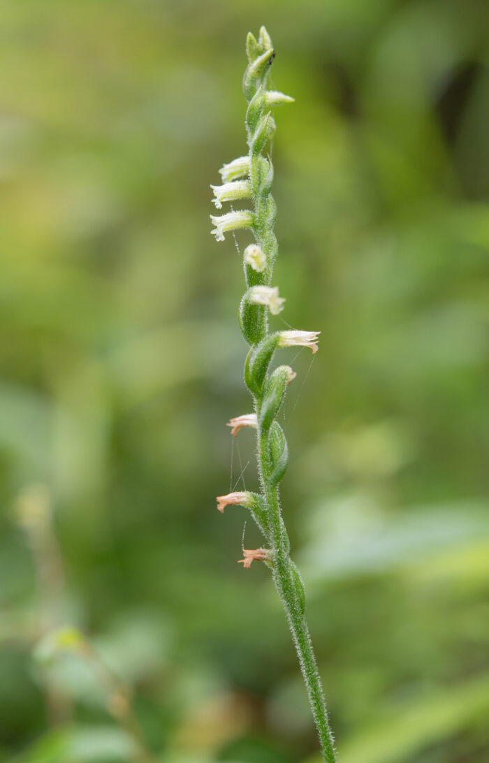 Chinese Spiranthes Complex (Complex Spiranthes sinensis)