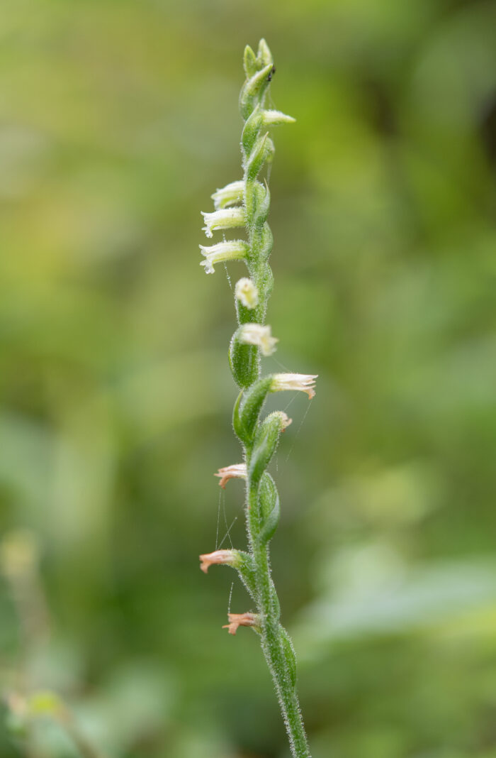 Chinese Spiranthes Complex (Complex Spiranthes sinensis)