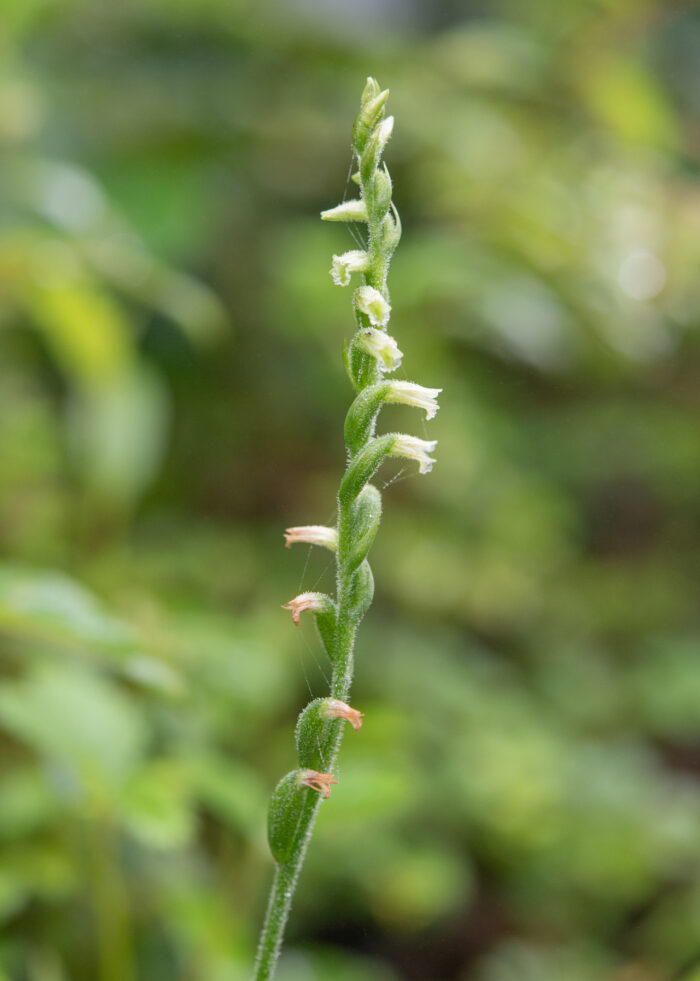 Chinese Spiranthes Complex (Complex Spiranthes sinensis)