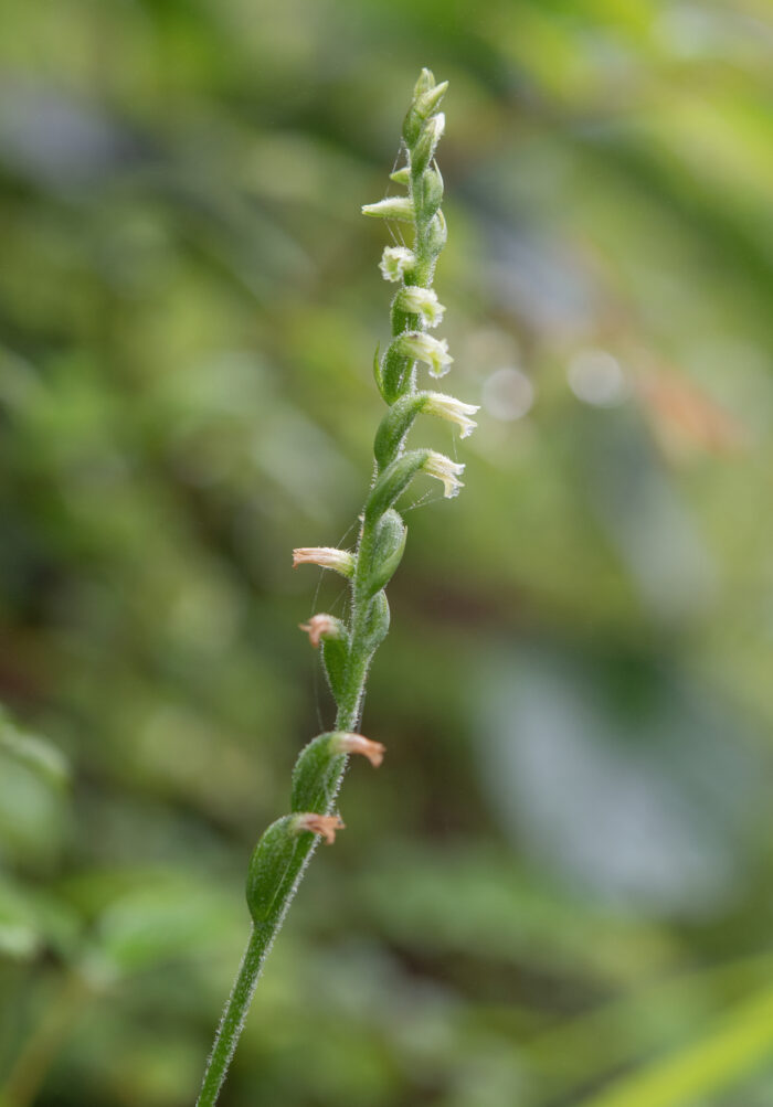 Chinese Spiranthes Complex (Complex Spiranthes sinensis)