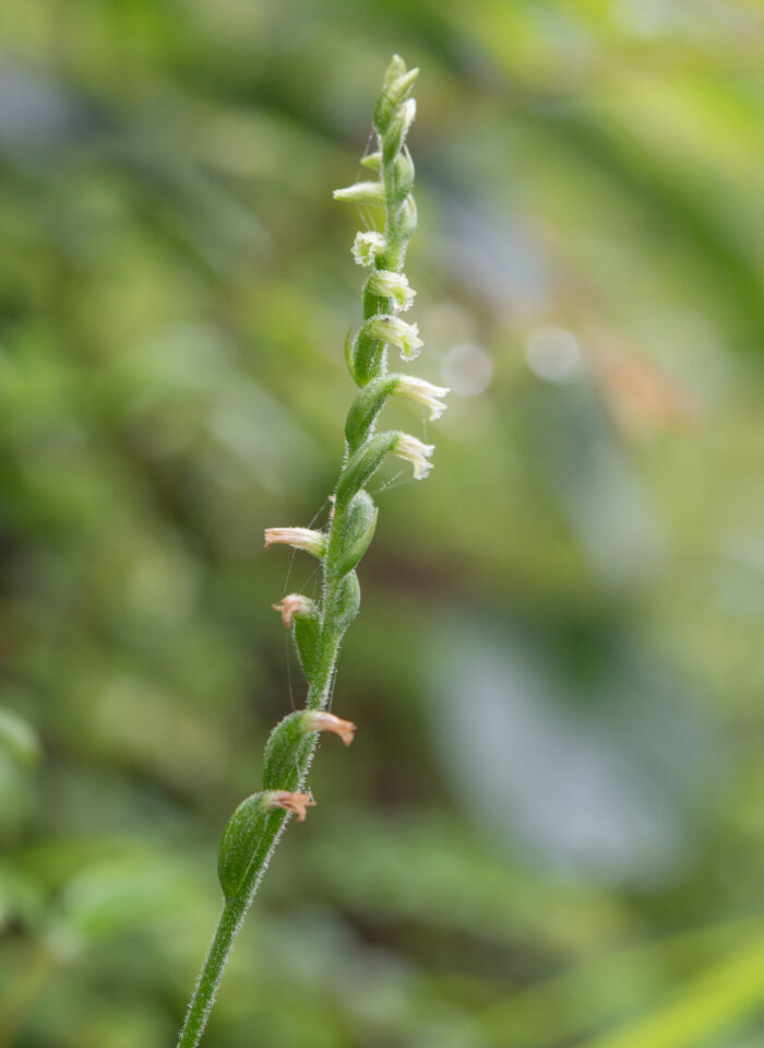 Chinese Spiranthes Complex (Complex Spiranthes sinensis)