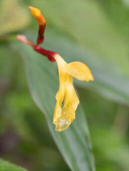 Arunachal plant (Cautleya)