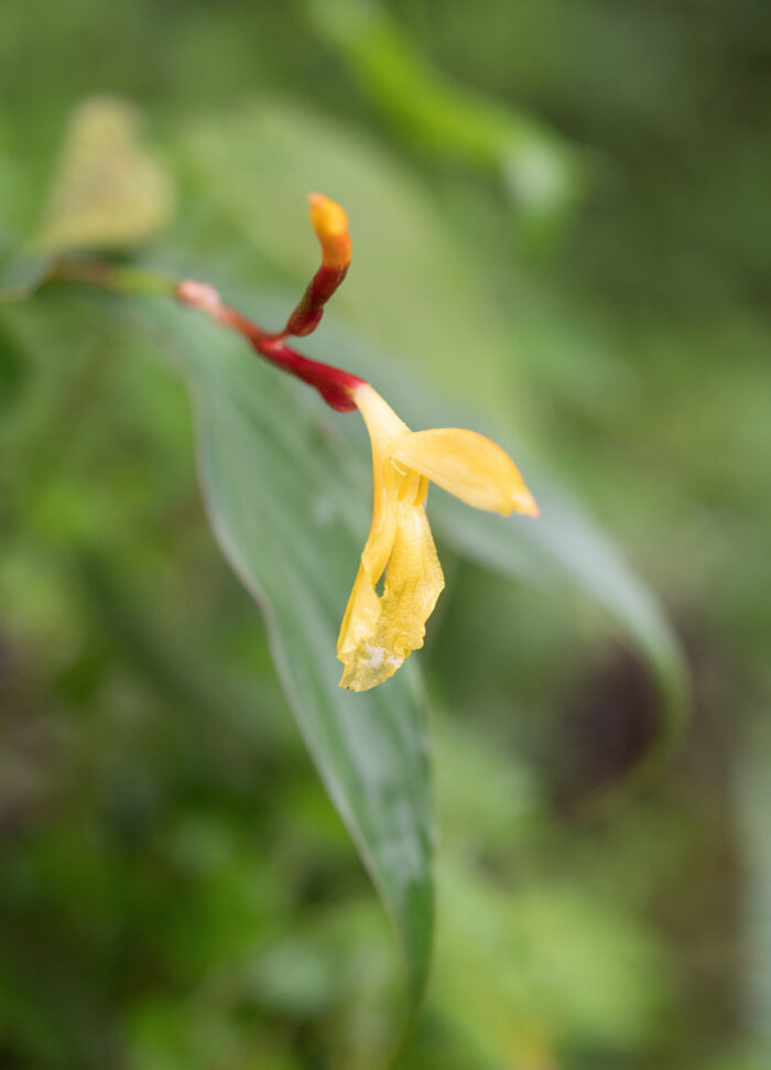 Arunachal plant (Cautleya)