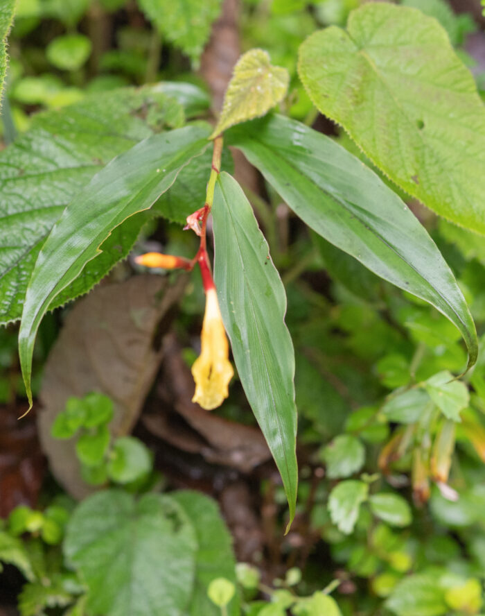 Arunachal plant (Cautleya)