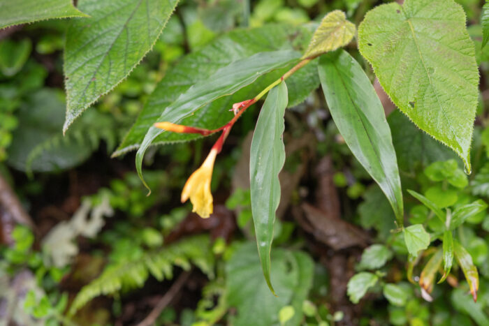 Arunachal plant (Cautleya)