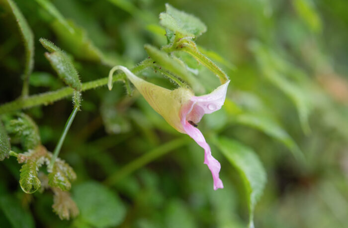 Impatiens uncipetala