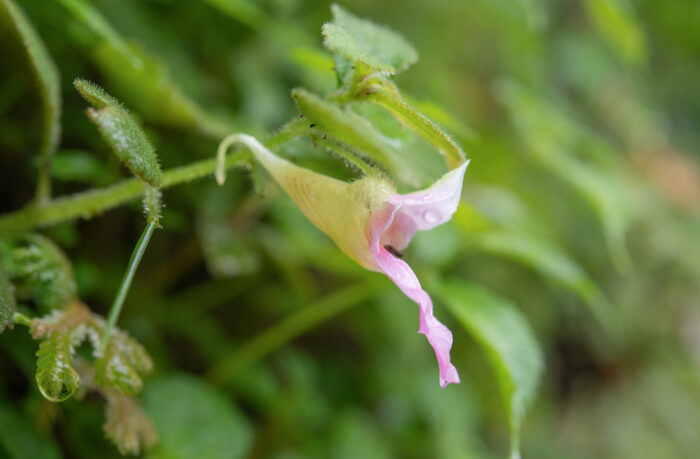 Impatiens uncipetala