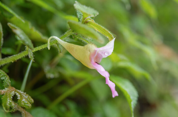 Impatiens uncipetala