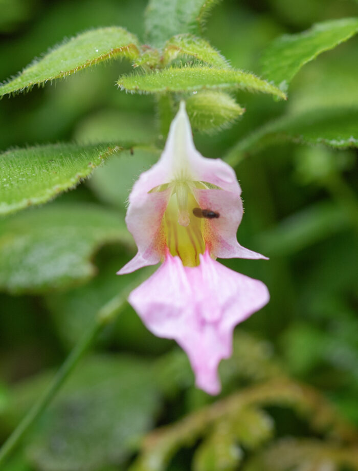 Impatiens uncipetala