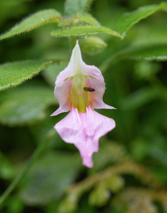 Impatiens uncipetala