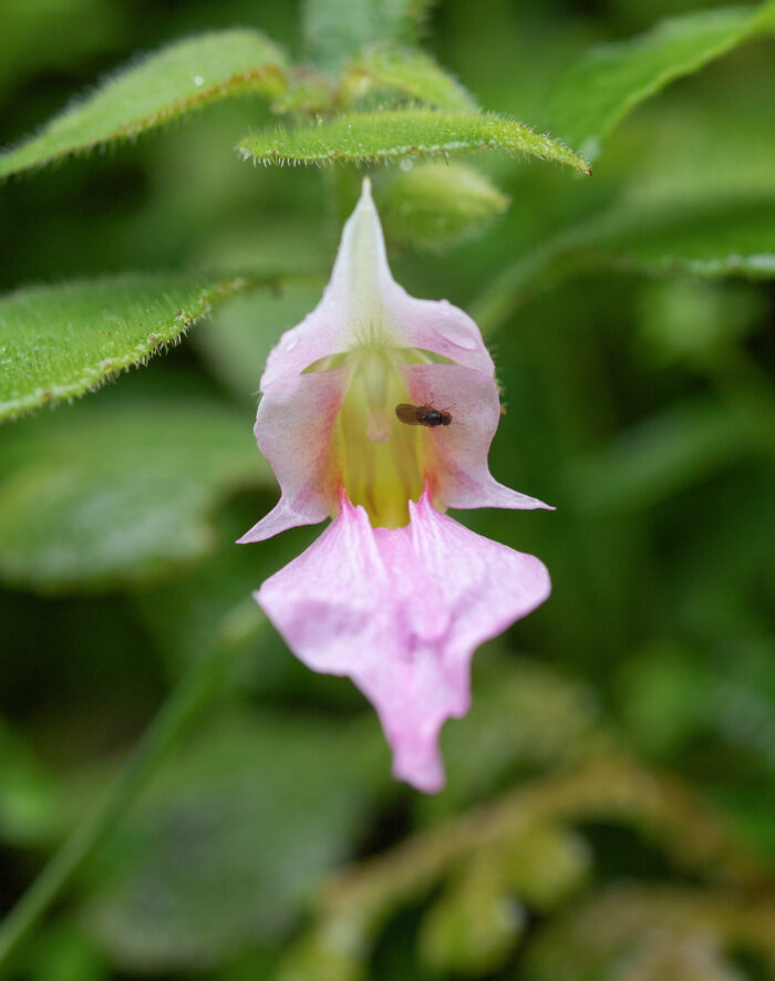 Impatiens uncipetala