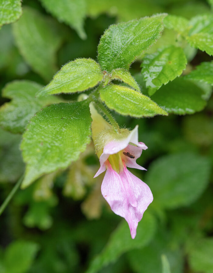 Impatiens uncipetala