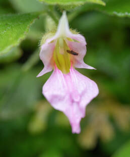 Impatiens uncipetala