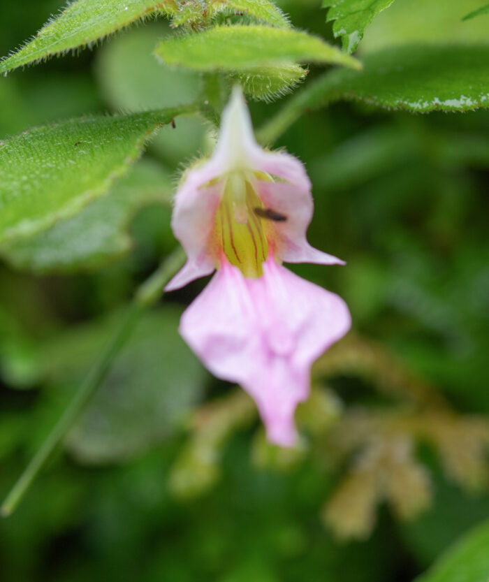 Impatiens uncipetala