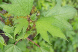 Himalayan Nettle (Girardinia diversifolia)