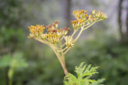 Ligularia mortonii