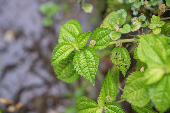 Pilea umbrosa