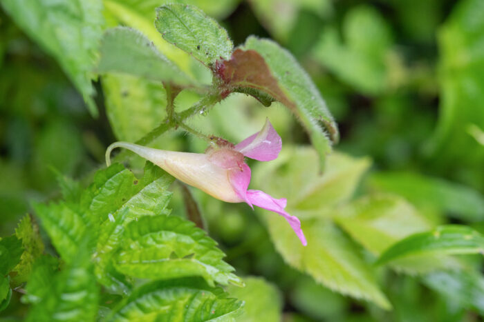 Impatiens uncipetala