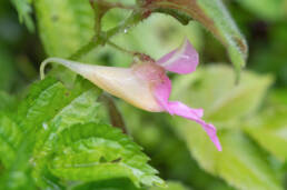 Impatiens uncipetala