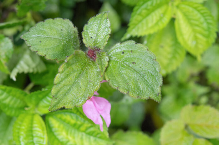 Impatiens uncipetala