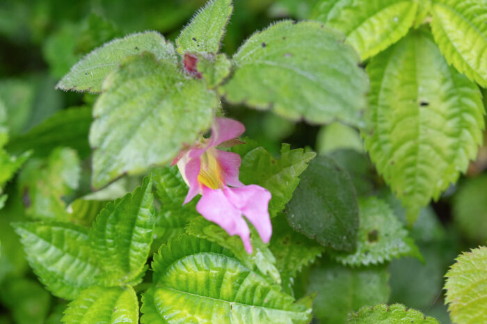 Impatiens uncipetala