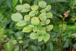 Astilbe rivularis