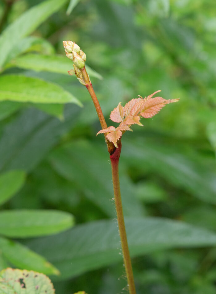 Astilbe rivularis