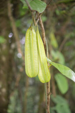 Aristolochia griffithii