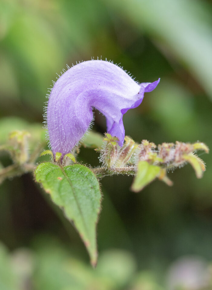 Arunachal plant (Strobilanthes)