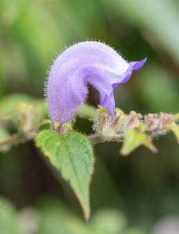 Arunachal plant (Strobilanthes)