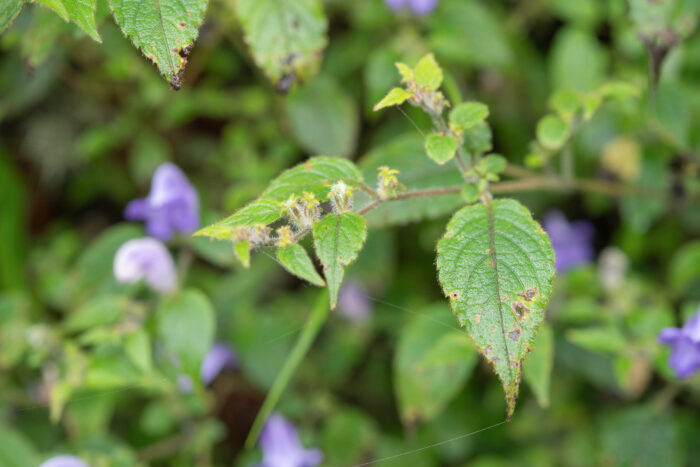 Arunachal plant (Strobilanthes)