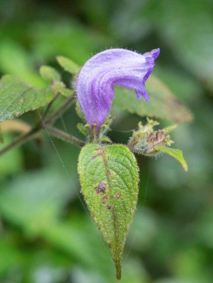 Arunachal plant (Strobilanthes)