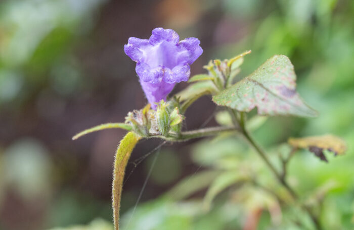 Arunachal plant (Strobilanthes)