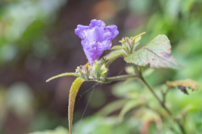 Arunachal plant (Strobilanthes)