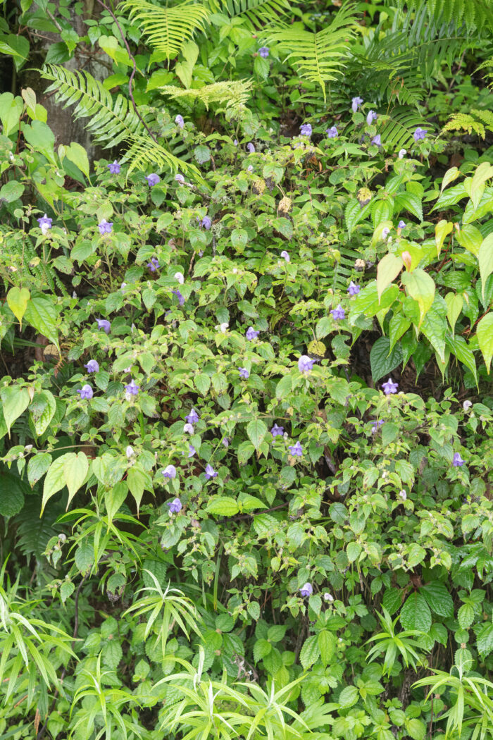 Arunachal plant (Strobilanthes)