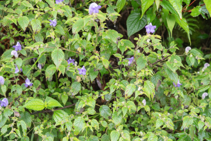 Arunachal plant (Strobilanthes)