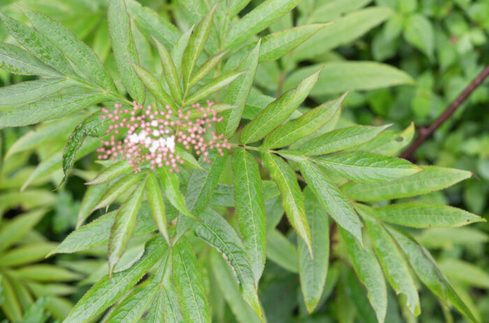 Arunachal plant (Sambucus)