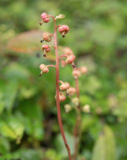 Bog Wintergreen (Pyrola asarifolia)