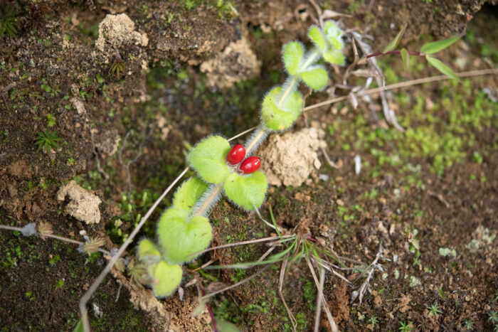 Nash Jhaar (Hemiphragma heterophyllum)