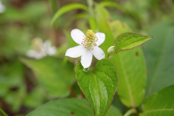 Chameleon Plant (Houttuynia cordata)