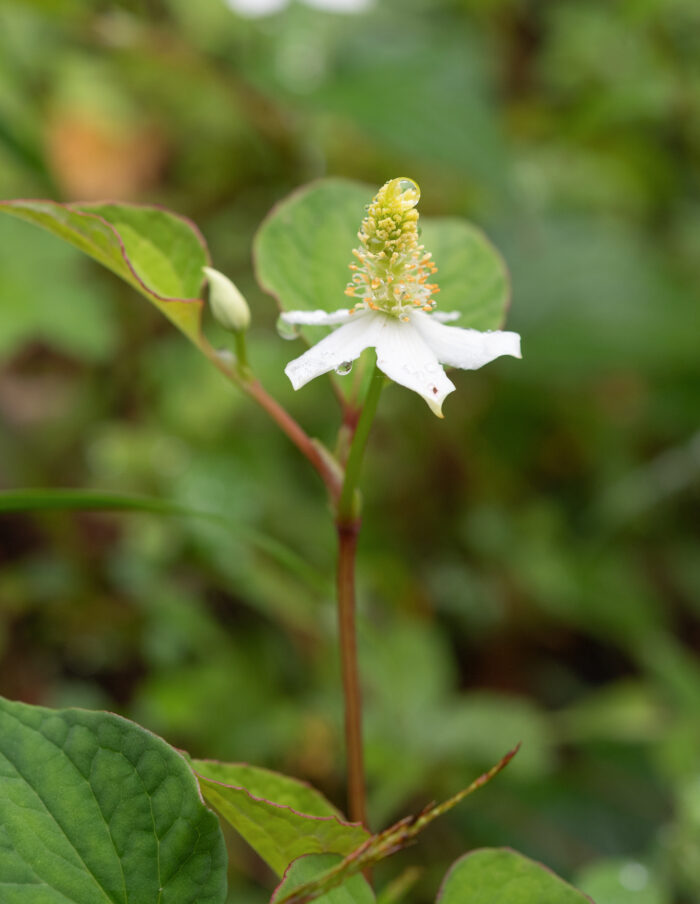 Chameleon Plant (Houttuynia cordata)