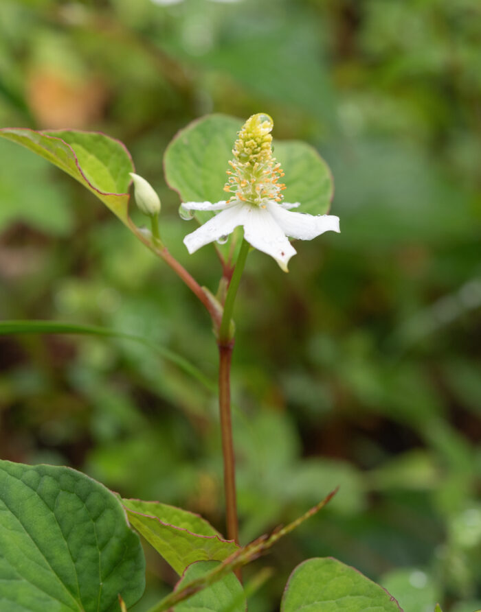 Chameleon Plant (Houttuynia cordata)