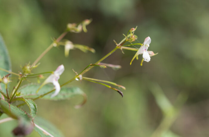 Impatiens radiata