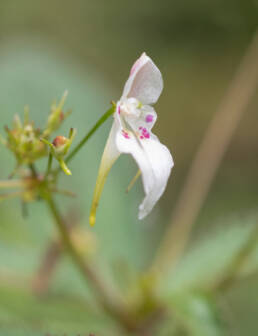 Impatiens radiata