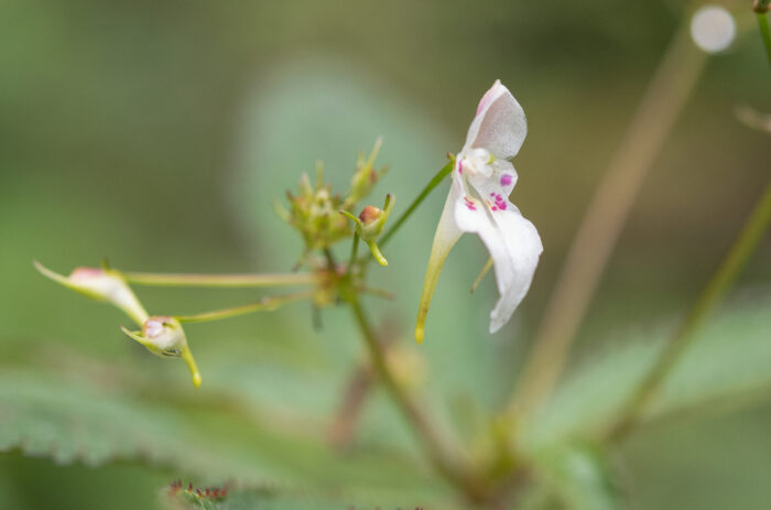 Impatiens radiata