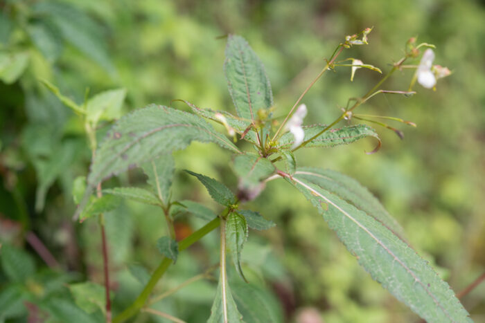 Impatiens radiata